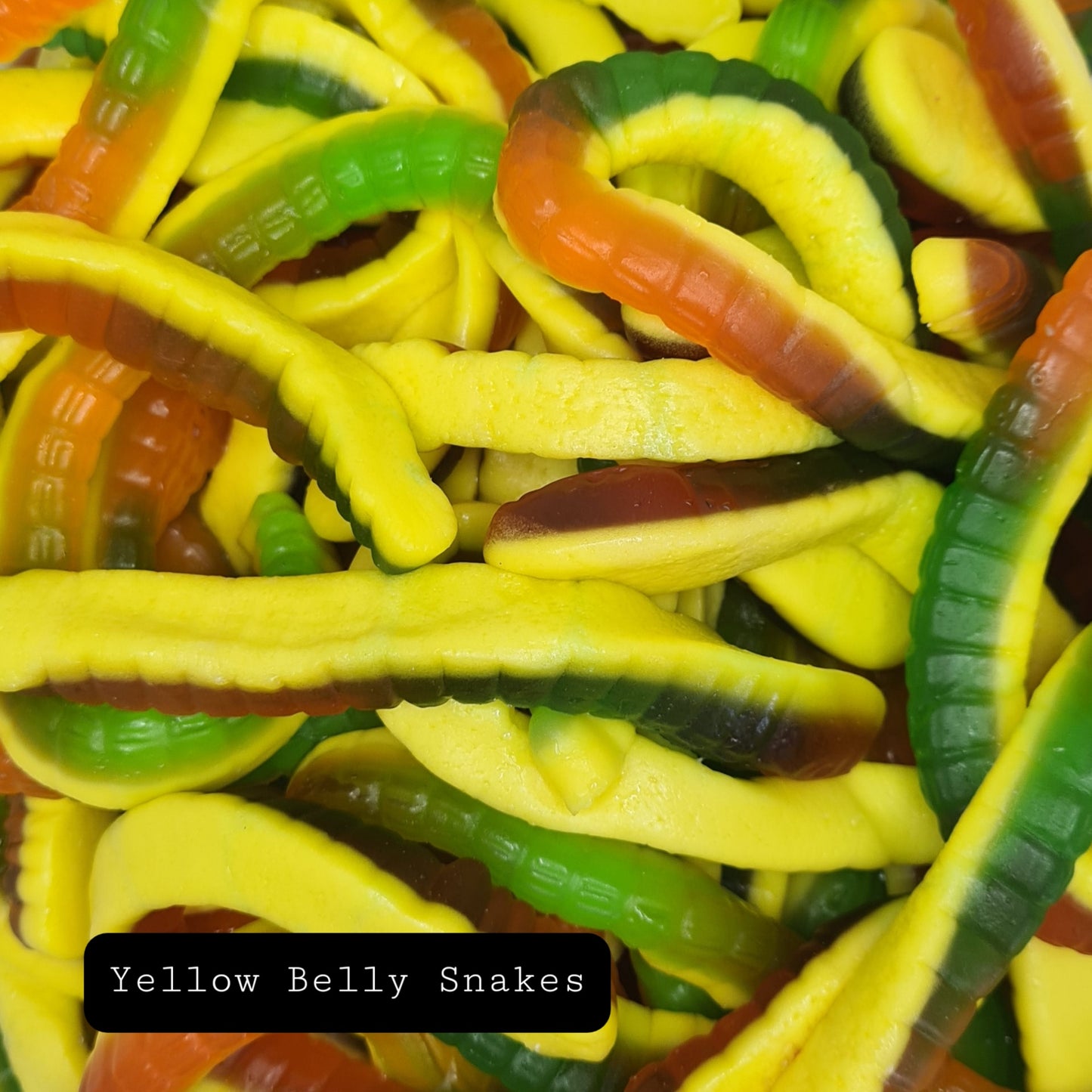 Yellow Belly Snakes